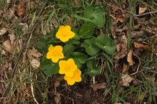2014_0404Frühling0046.webp