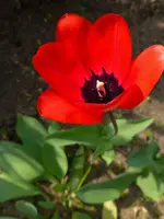 P1010450.webp