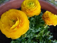 P1010451.webp