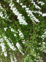 P1010445.webp