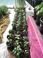 DSCF7683.webp