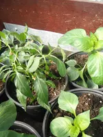 DSCF7685.webp