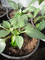 DSCF7686.webp