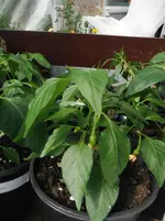 DSCF7687.webp