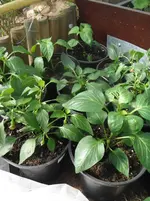 DSCF7688.webp