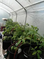 DSCF7681.webp