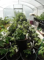 DSCF7682.webp