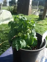DSCF7675.webp