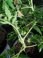 DSCF7677.webp
