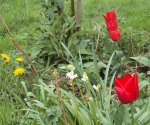 DSC04294 - 2013-04-06 - hasenglöckchen-löwenzahn-tulpen.JPG