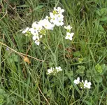DSC04299 - 2014-04-06 - wiesenschaumkraut.webp