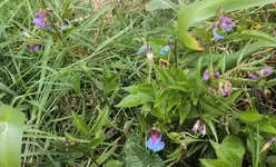 DSC04300 - 2014-04-06 - platterbse.webp