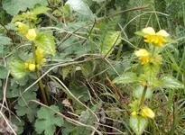 DSC04301 - 2014-04-06 - goldnesseln.webp