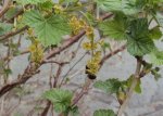 DSC04302 - 2014-04-06 - schwarze johannisbeeren.JPG