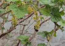 DSC04302 - 2014-04-06 - schwarze johannisbeeren.webp