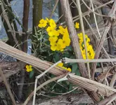 DSC04306 - 2014-04-06 - goldlack.webp
