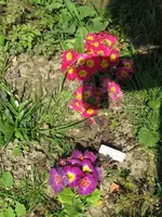 020_576x768.webp