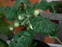 IMGP0181.webp