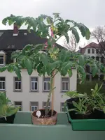 IMGP0193.webp