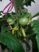 IMGP0194.webp