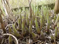 P1110899.webp