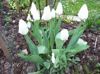 Tulpen 11.webp