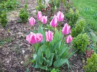 Tulpen 10.webp