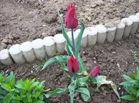 Tulpen 17.webp