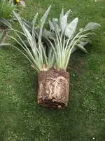 DSCF0327.webp