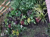April 14_4_Heuchera.webp