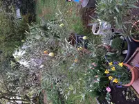 April 14_5_Osterolive.webp