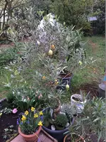 April 14_5_Osterolive_1.webp