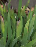 Iris_klein 140406.webp