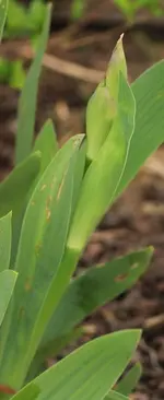 Iris_gross_2 140406.webp