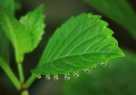 Wassertropfen an Hibiskus_900.JPG