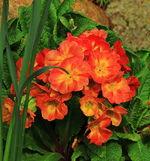 Staudenprimel orange_800.webp