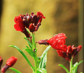 Staudenlack_rot_Wassertropfen_900.webp