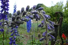 DSC00021.webp