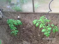 GWH (4).webp