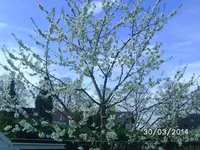 Kirschblüte.webp