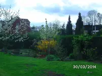 Kirschblüte (2).webp