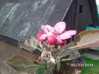 Apfelblüte mit Raupe.webp
