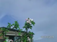Apfelblüte.webp