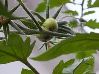 g_frucht.webp