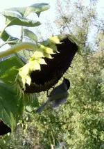 SoBlu-Meise.webp