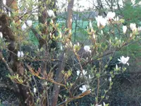 SAM_3394.webp