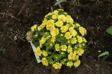 DSC01044.webp