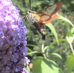 DSC01391A.webp
