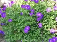 DSCN3284.webp