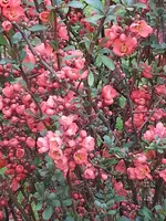2014-04-04   Japan. Zierquitte 2.webp